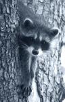 Raccoon 3