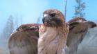 Skies Of Yellowstone - Redtail Hawk