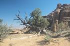 Twisted Tree Under Blue Sky 20