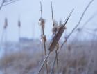 Frosted Cattails I