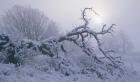 Snow Terrain Tree II