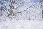 Snow Terrain Tree IV