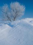 Snow Terrain Tree V