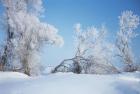 Snow Terrain Trees