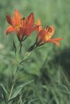 Orange Tiger Lillies In Grass