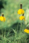 Wild Yellow Flowers  In Grass I