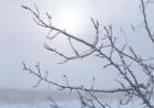 Blue Sky And Frosted Branch I