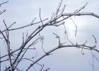 Blue Sky And Frosted Branch II