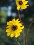 Yellow And Brown Wildflowers