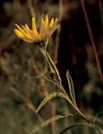 Yellow Wildflower Solo