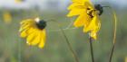 Yellow Wild Flowers And Web