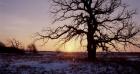 Sunset And Tree Silhouettes In Snow I