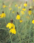 Wild Yellow Flowers  In Grass II