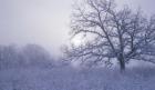 Snow Terrain Tree VI