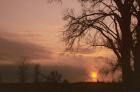 Sunset And Tree Silhouettes In Snow III