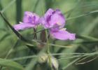 Wild Purple Flowers In Grass Blades