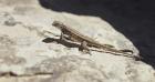Canyonland Small Lizard 19