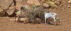 Monument Valley Goats 17