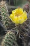 Theodore Roosevelt National Park Flower 64