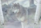 Wolf In The Mist