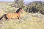 Wild Horses 1