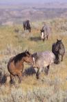 Wild Horses13