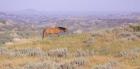 Wild Horses 14