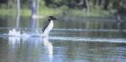 Common Loon 1