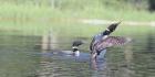 Common Loon 3