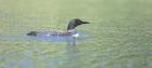 Common Loon 4