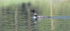 Common Loon 6