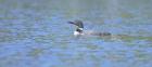 Common Loon 7