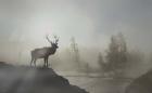 Yellowstone Elk