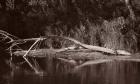 Lake And Fallen Tree Reflection