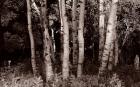 Birch In Woods Black And White