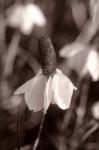 White Flower Bloom Black And White II