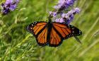 Shades Of Nature Orange Butterfly