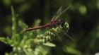 Shades Of Nature Red Dragonfly