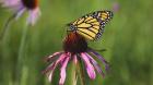 Shades Of Nature Butterfly And Flower I