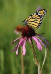 Shades Of Nature Butterfly And Flower II