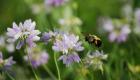 Shades Of Nature Bee And Flowers II