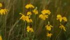 Shades Of Nature Yellow Flowers Green Center II