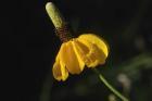 Shades Of Nature Yellow Flower Green Center