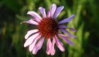 Shades Of Nature Lavender And Red Bloom II