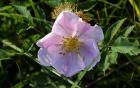 Shades Of Nature Pink And White Bloom On Green