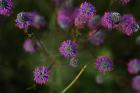 Shades Of Nature Purple Flowers On Green