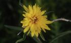 Shades Of Nature Yellow Flower On Branch