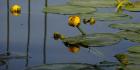 Shades Of Nature Yellow Water Lily II