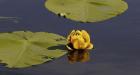 Shades Of Nature Yellow Flower And