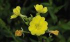 Shades Of Nature Yellow Flower Cluster